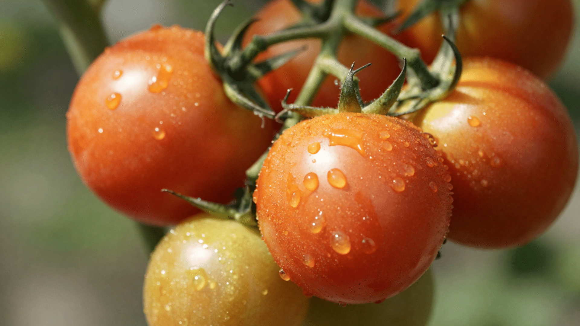 ripe, red tomatoes on a green vine, covered in morning dew and glowing in sunlight