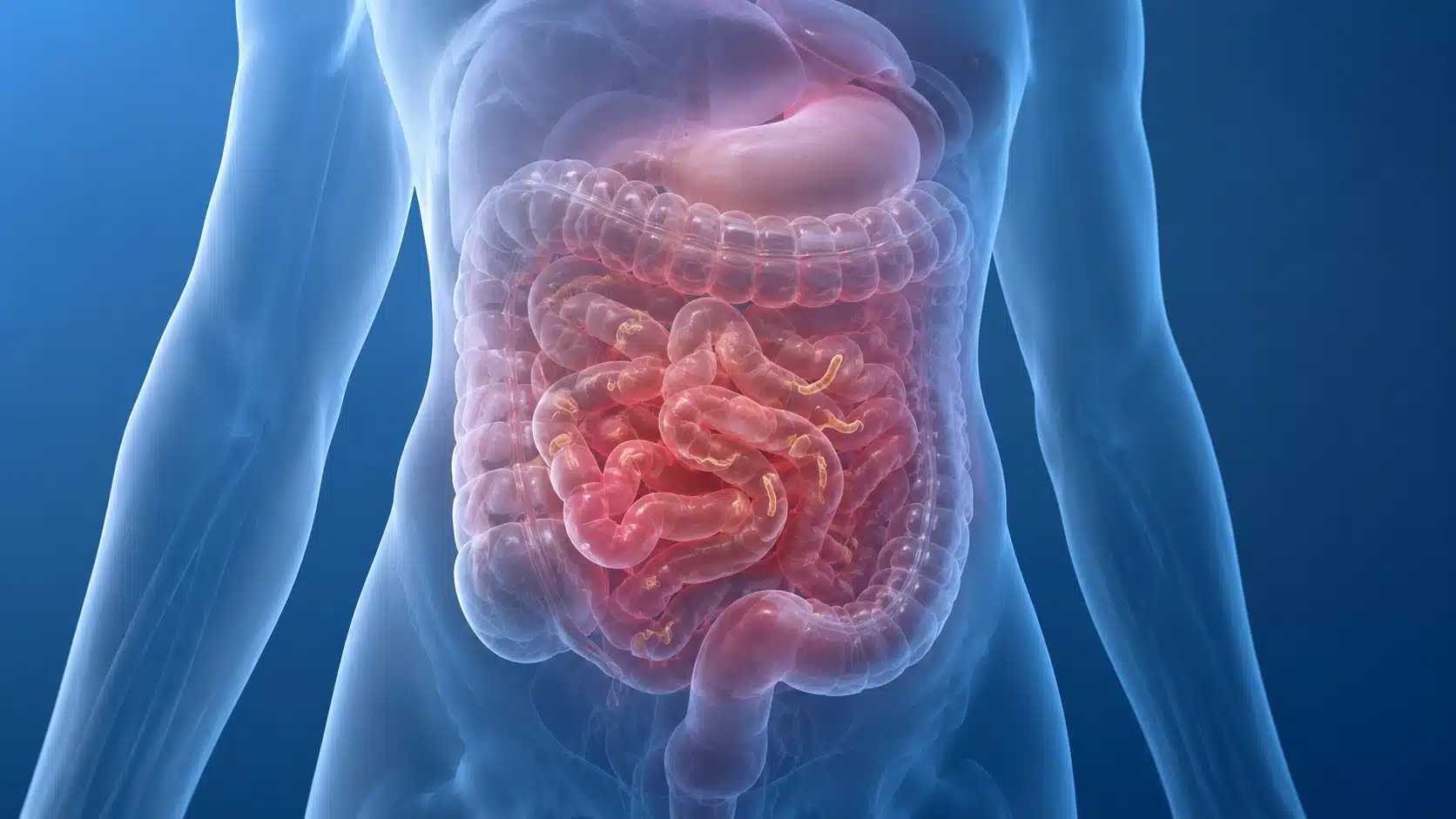 semi transparent human torso showing intestines with subtle parasite like forms for gut health education