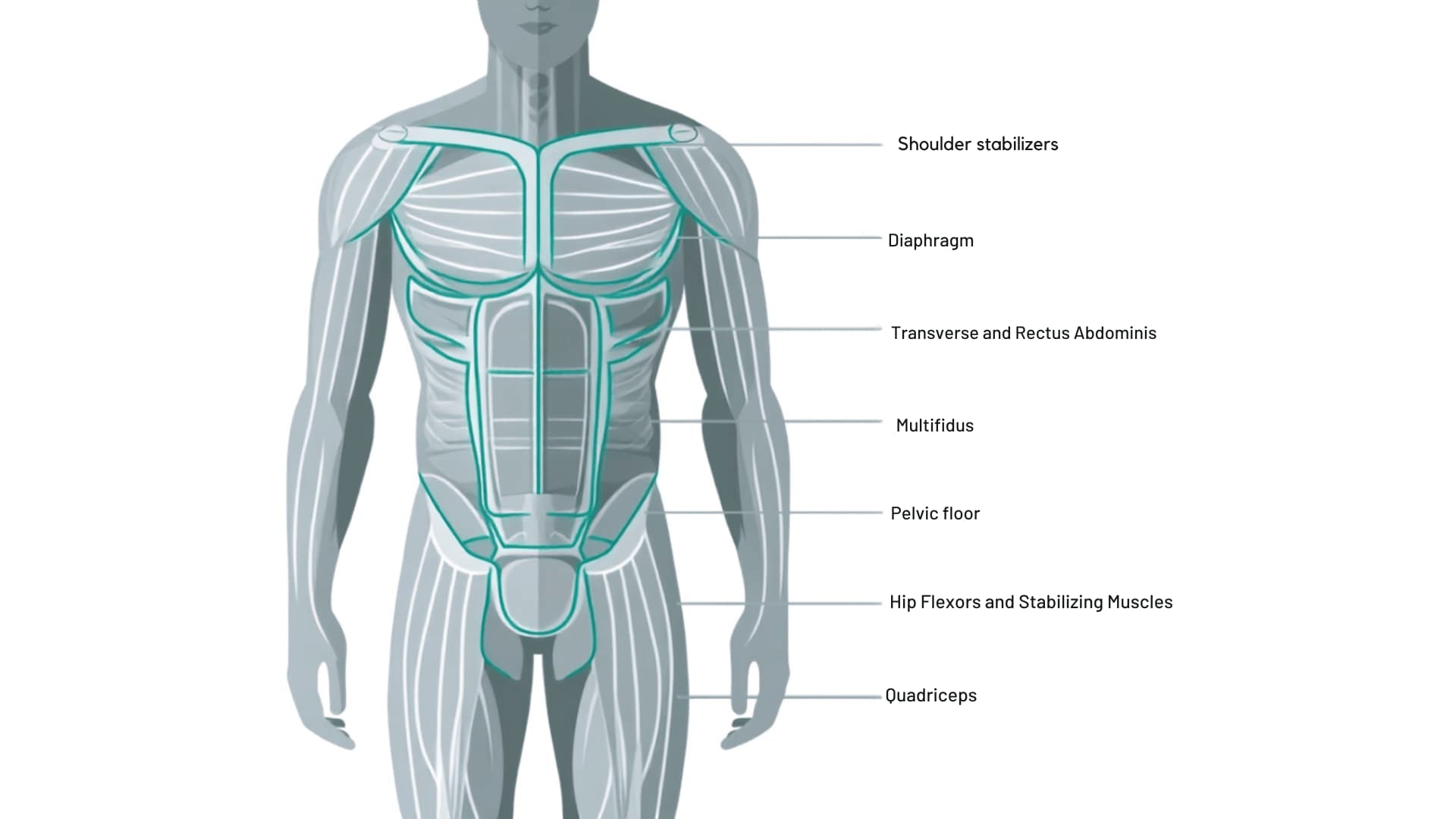 anatomical body diagram labeling seven core muscles worked during the dead bug exercise